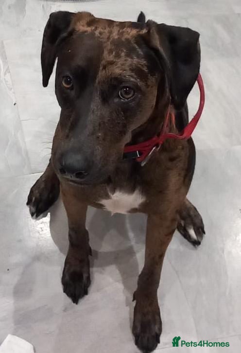 Mixed Breed dogs Last Puppy Remaining Family Raised Well Socialised - Advert 2