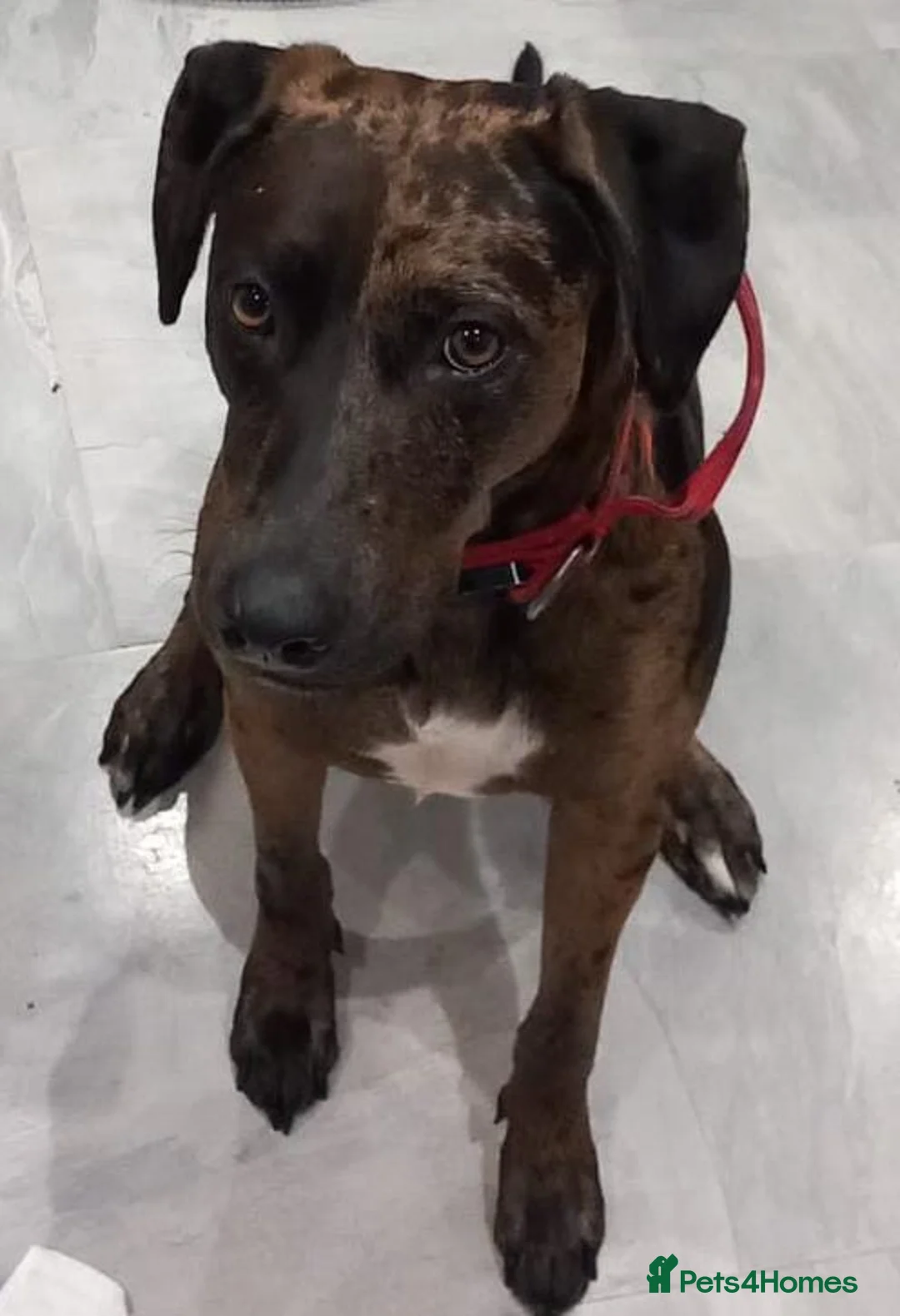 Mixed Breed dogs for sale: Last Puppy Remaining Family Raised Well Socialised - Advert 2