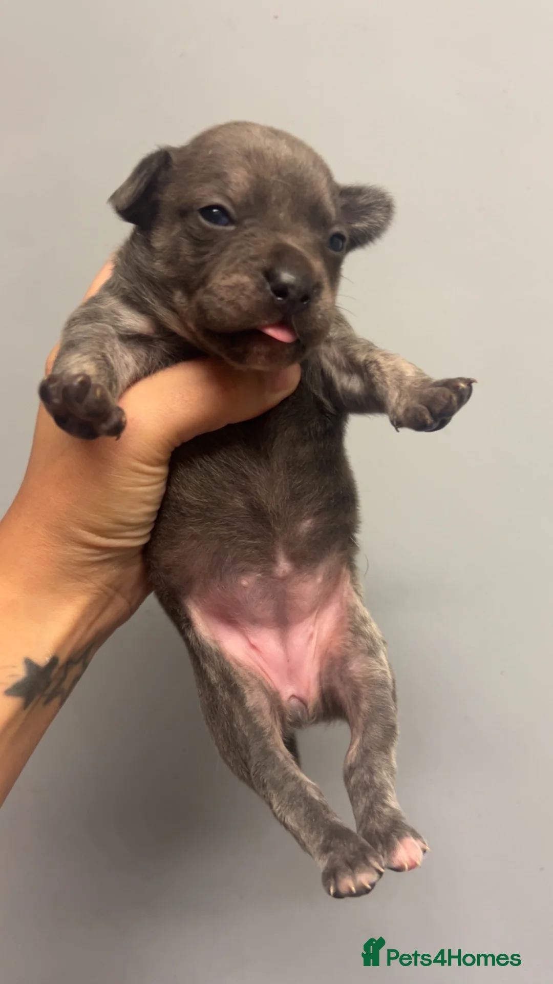 Mixed Breed dogs for sale: SPECIAL WHIPPET X FRENCHIE PUPPIES  - Advert 7