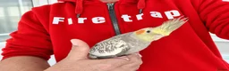 Cockatiels birds for sale: super silly hand tamed baby cockatiel - Advert 10
