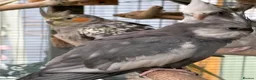 Cockatiels birds for sale: 2026 pair of cockatiels  - Advert 2