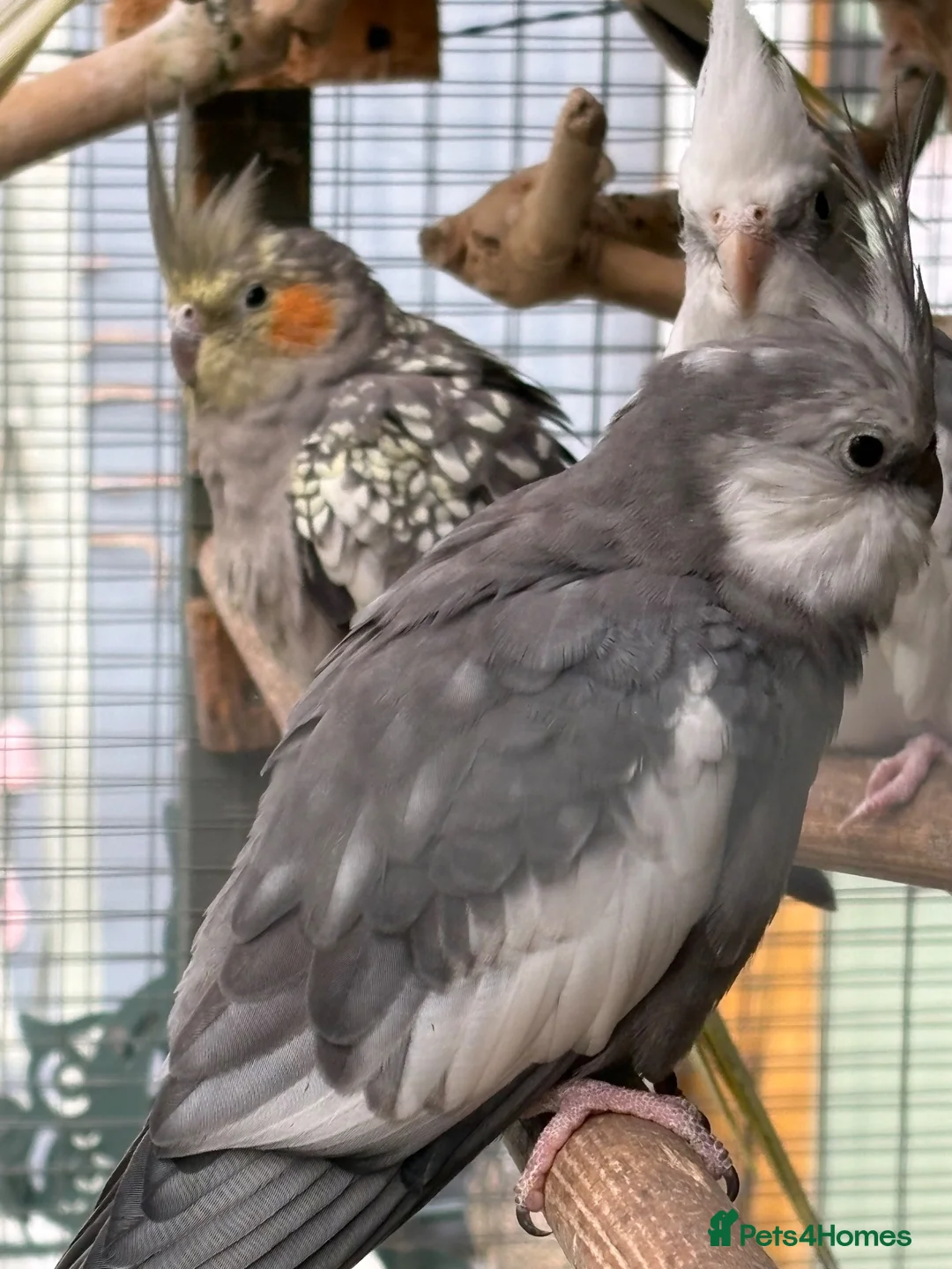 Cockatiels birds for sale: 2026 pair of cockatiels  - Advert 2