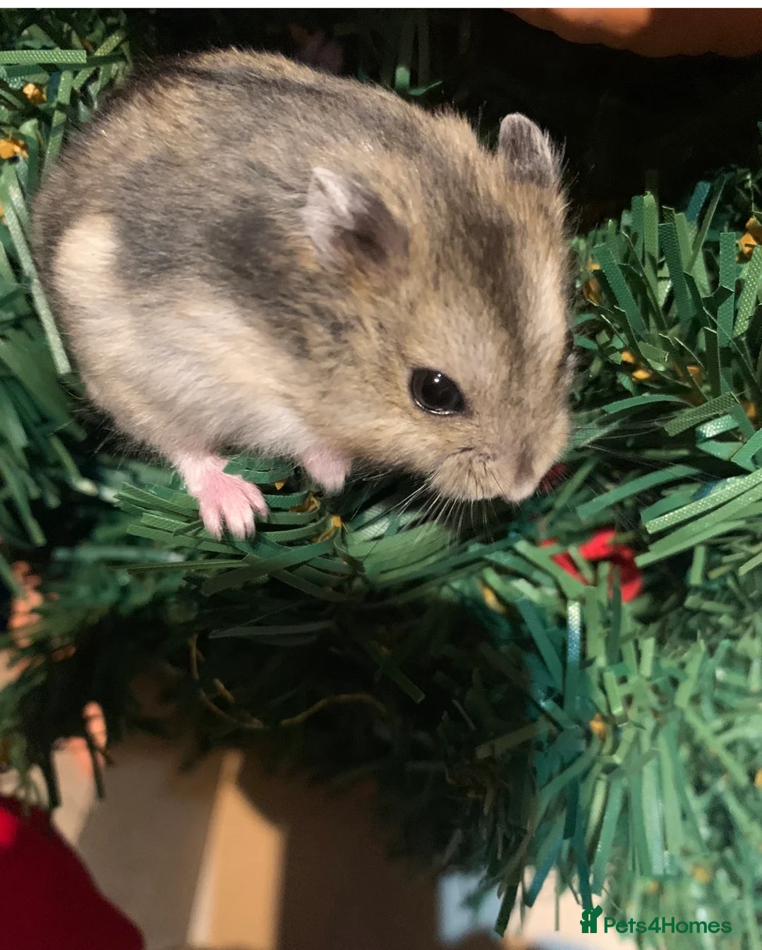Hamster rodents for sale: Supertamed Russian white dwarf Baby Hamsters - Advert 2