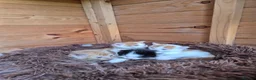 Mixed Breed cats for sale: Only 3 left - adorable friendly kittens - Advert 7