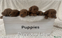 Cavapoo dogs for sale: EXTENSIVELY HEALTH TESTED Red Cavapoos - Image 12
