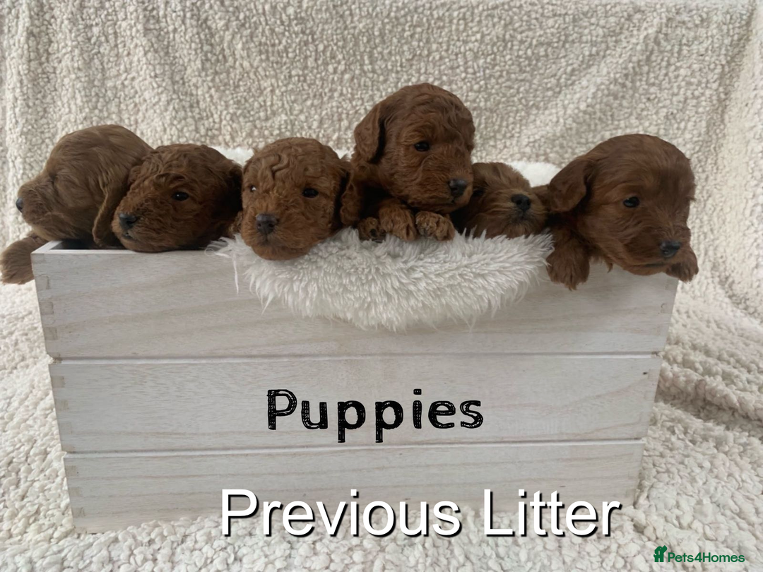 Cavapoo dogs for sale: EXTENSIVELY HEALTH TESTED Red Cavapoos - Image 12