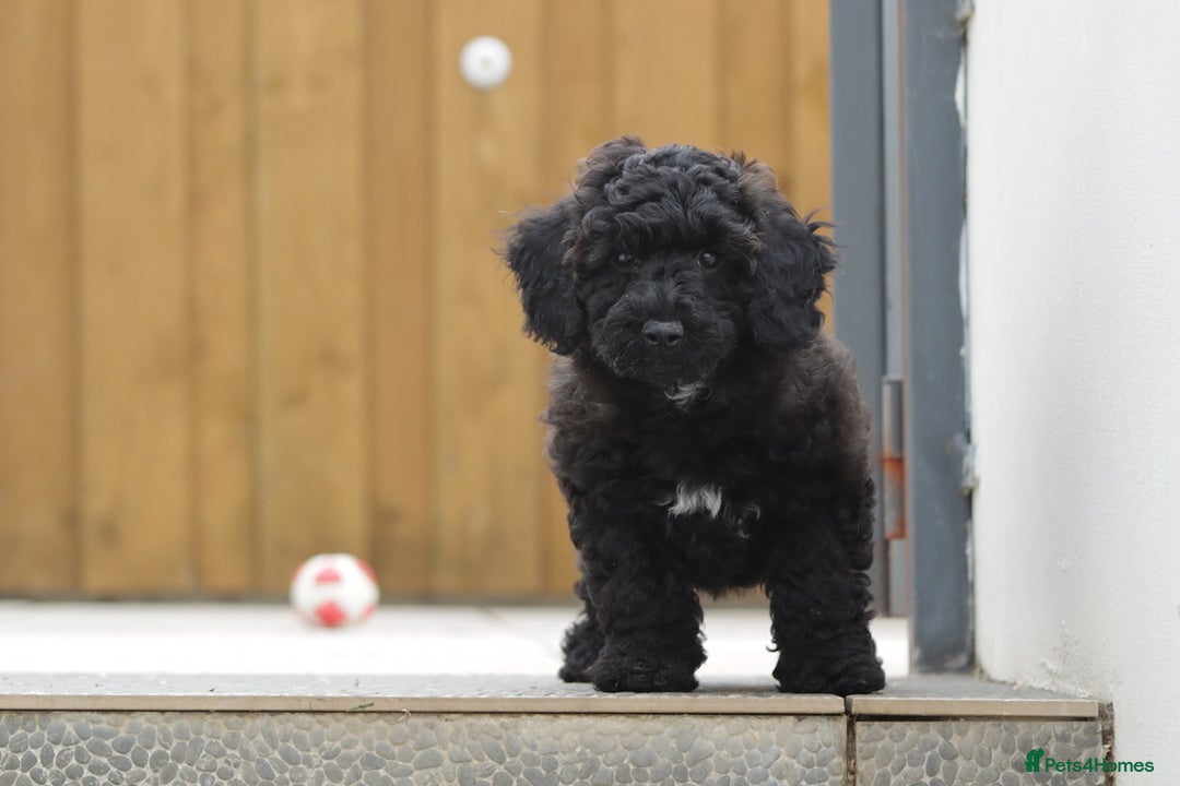 Poochon dogs for sale: F1 Poochon puppy for sale - Image 18