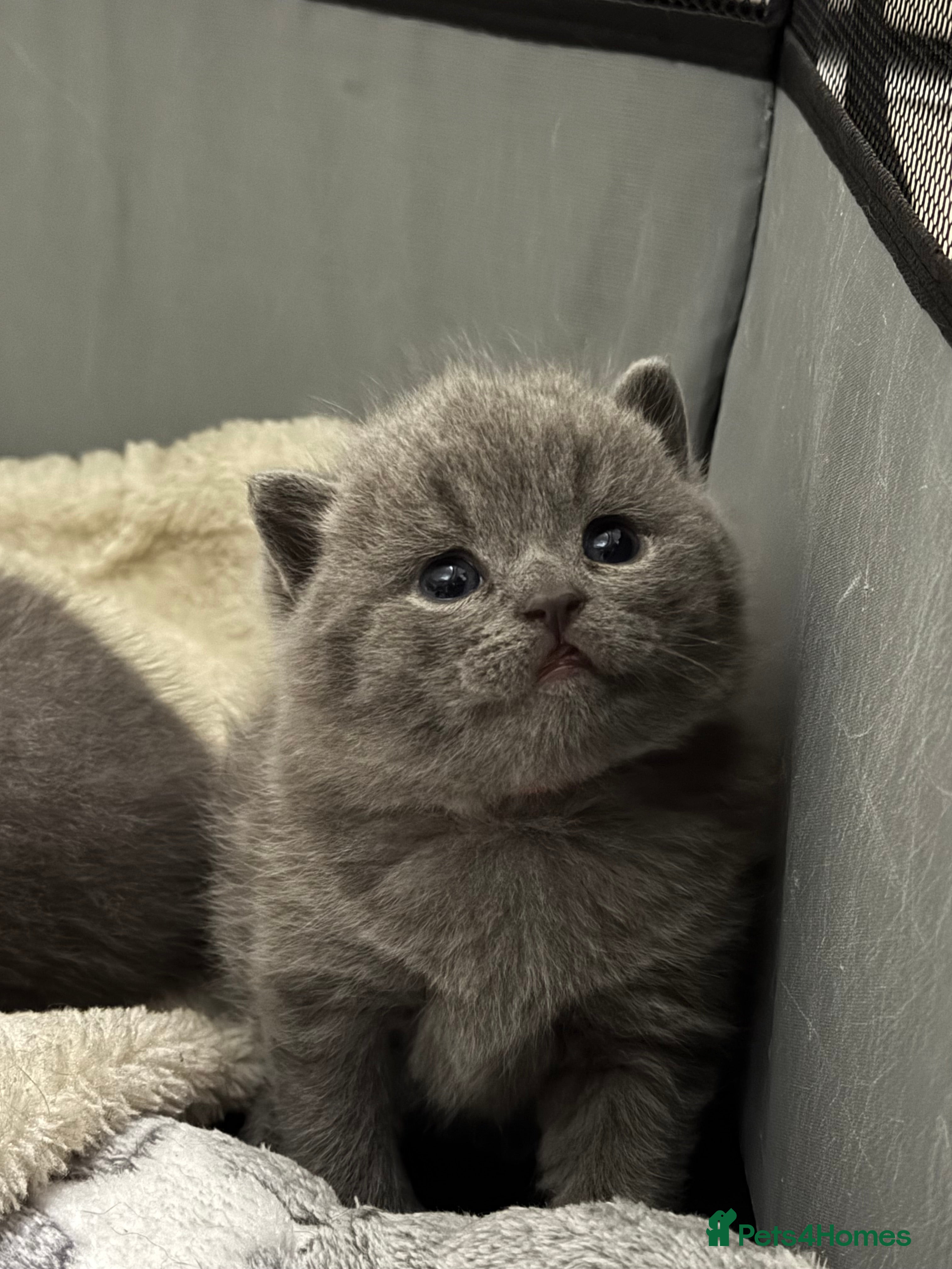 British Shorthair cats Check the availability blue boy left GCCF  bsh - Advert 5