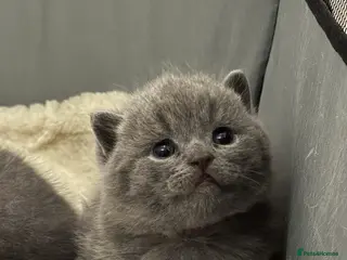 British Shorthair cats Check the availability blue boy left GCCF bsh - Advert 6