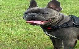 French Bulldog dogs for sale: Male French Bulldog for sale. - Image 2