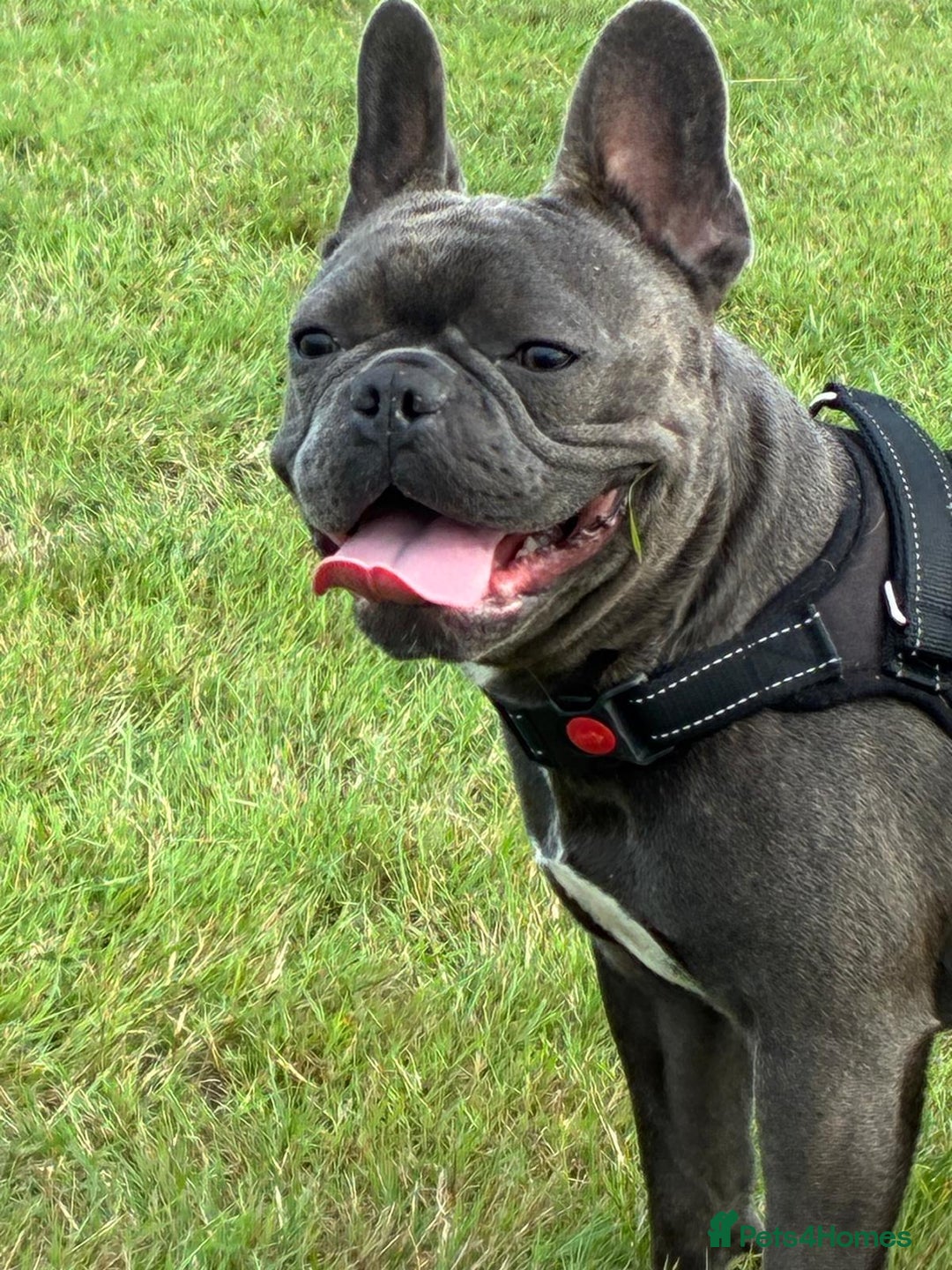 French Bulldog dogs for sale: Male French Bulldog for sale. - Image 2