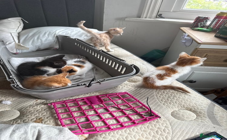 Mixed Breed cats - Advert 15