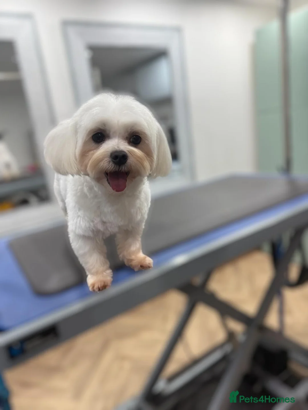 Maltese dogs for stud: Kc registered health tested stud proven - Advert 2
