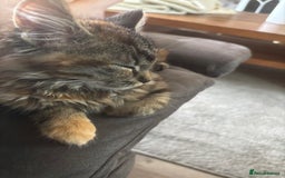 Persian cats for sale: Beautiful Persian x long haired kitten  - Image 2