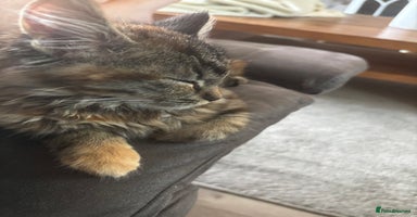 Persian cats - Advert 15