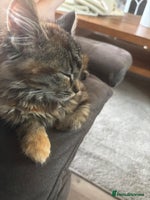 Persian cats - Advert 2