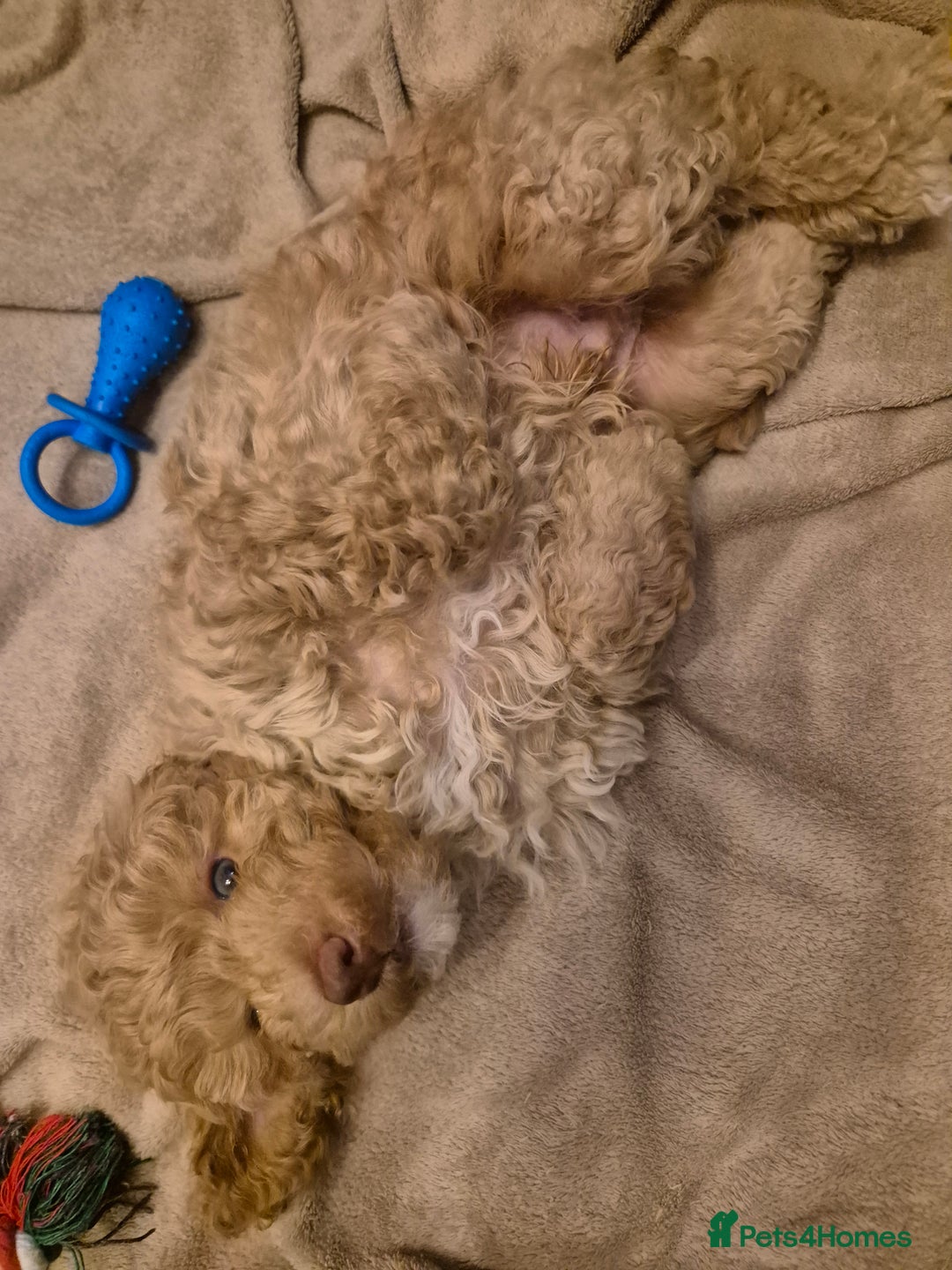 Labradoodle dogs for sale: Stunning F3 miniature labradoodles!  - Advert 7
