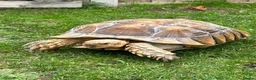 Tortoise reptiles for sale: African sulcutta  - Advert 1