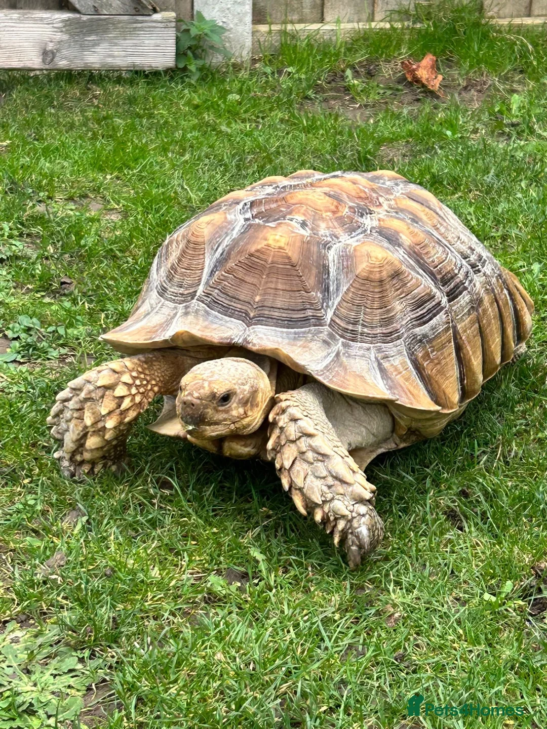 Tortoise reptiles for sale: African sulcutta  - Advert 1