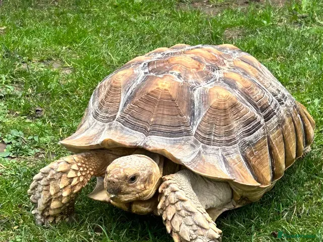 Tortoise reptiles for sale: African sulcutta - Advert 1