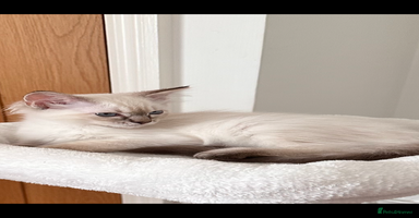 Ragdoll cats - Advert 7