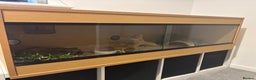Python Snake reptiles for sale: Ball Python  - Advert 3