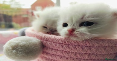 British Shorthair cats - Advert 7