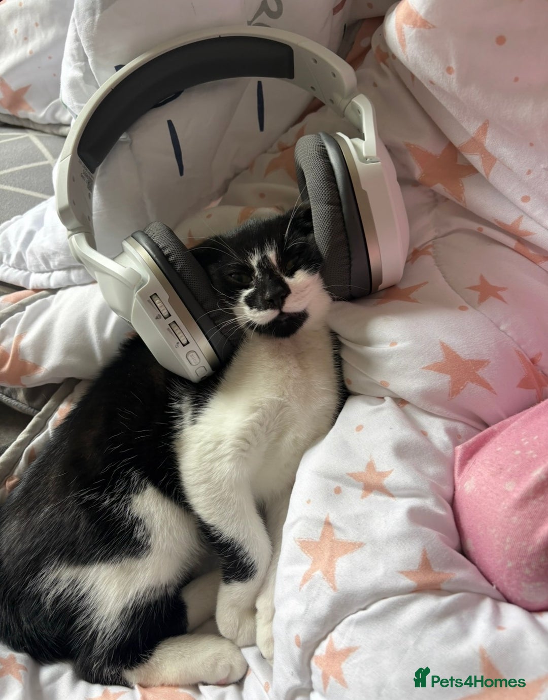 Mixed Breed cats for sale: Female Kitten  - Advert 3