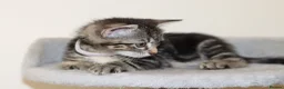 Mixed Breed cats for sale: Adorable Kittens Ready Soon - Advert 11