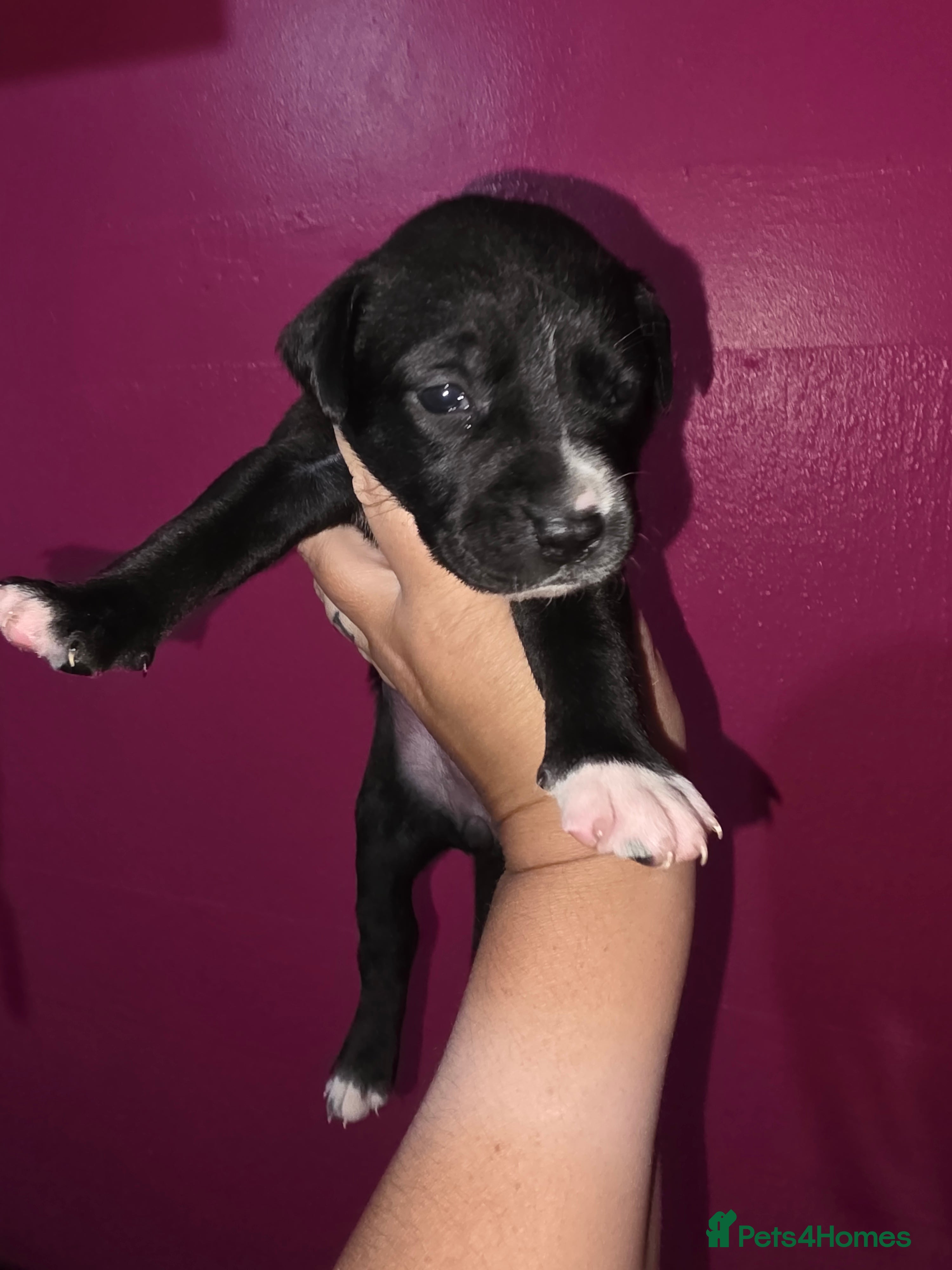 Mixed Breed dogs Gorgeous Staffador Puppies for Sale  - Advert 2