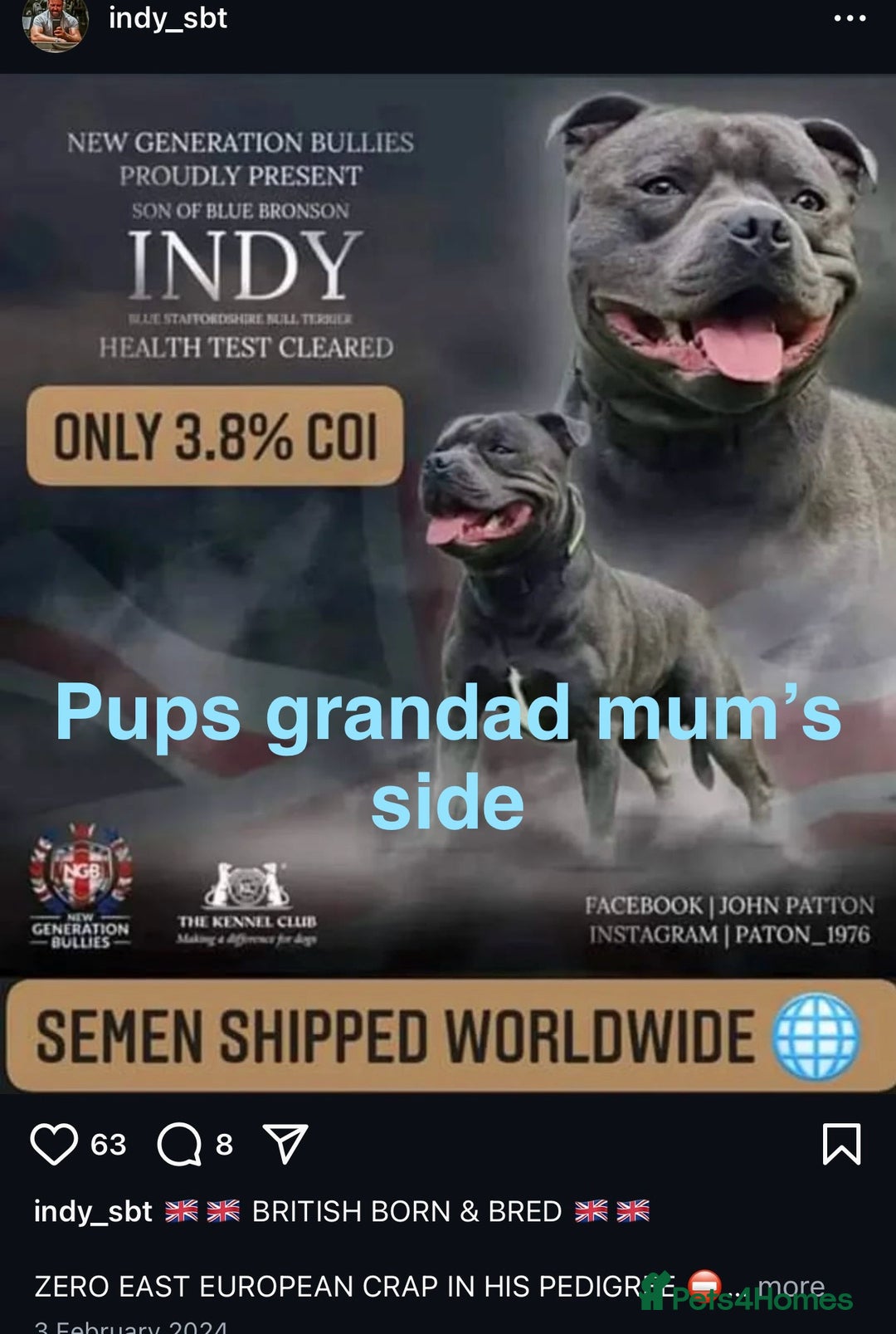 Staffordshire Bull Terrier dogs for sale: Valglo champion cross Bronson line blue/black pups - Image 9