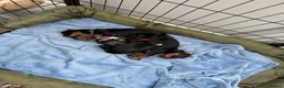 Yorkshire Terrier dogs for sale: Adorable Yorkshire Terrier Puppies  - Advert 15