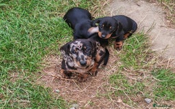 Dachshund dogs for sale: Stunning Dachshund Puppies - 2 Boys & 1 Girl - Image 9