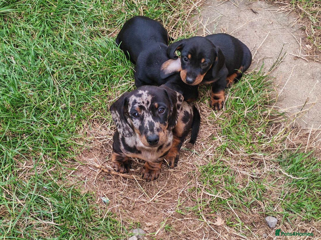 Dachshund dogs for sale: Stunning Dachshund Puppies - 2 Boys & 1 Girl - Image 9