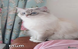 Ragdoll cats for sale: 4 Precious tica Ragdoll girls - Image 20