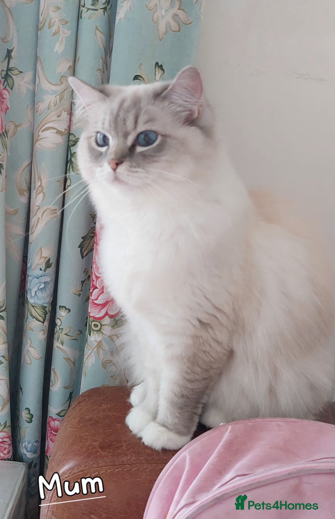 Ragdoll cats for sale: 4 Precious tica Ragdoll girls - Image 20