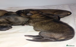 German Shepherd dogs for sale: 7  beautiful german shephered pups  - Image 10