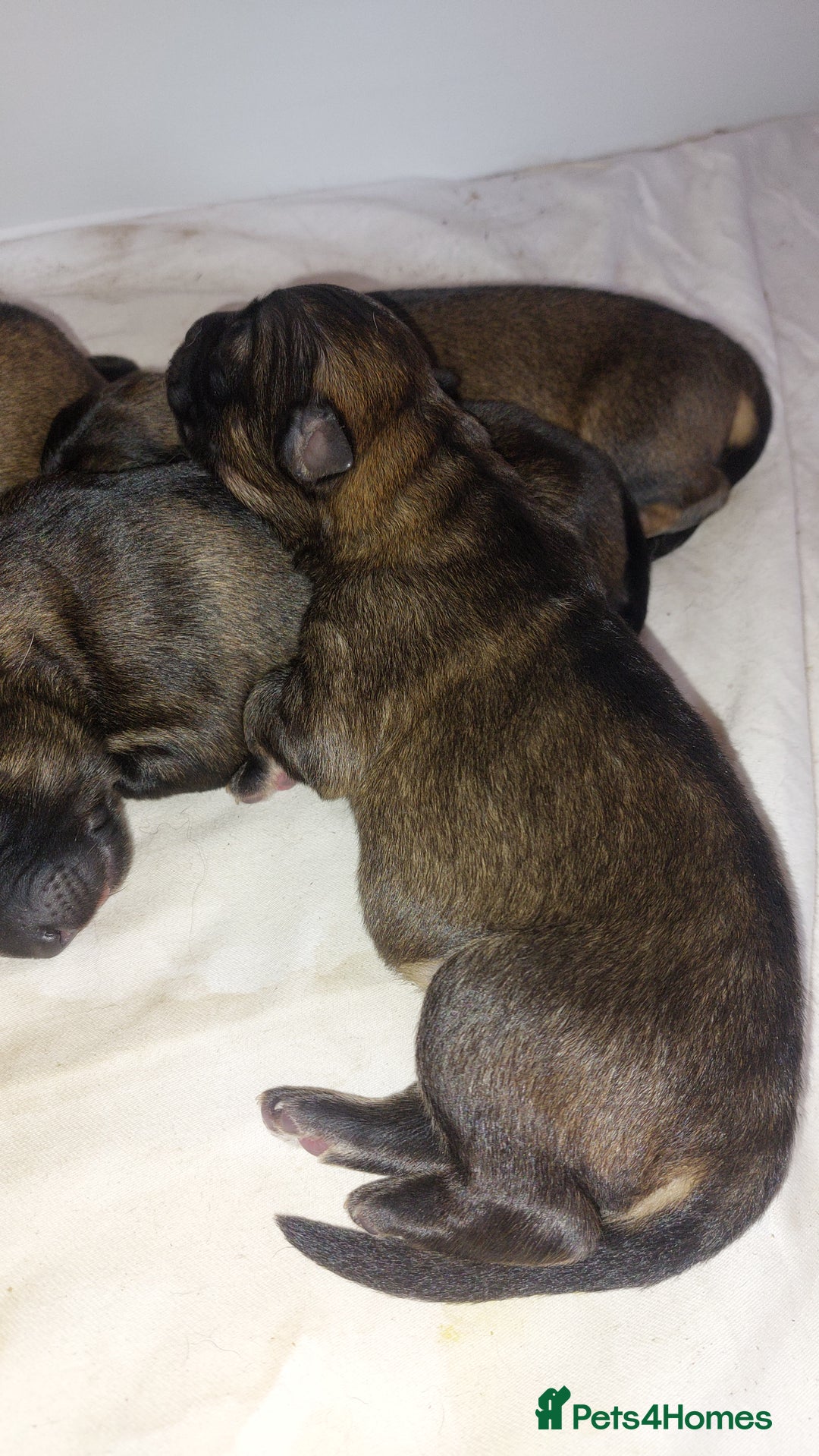 German Shepherd dogs for sale: 7  beautiful german shephered pups  - Image 10
