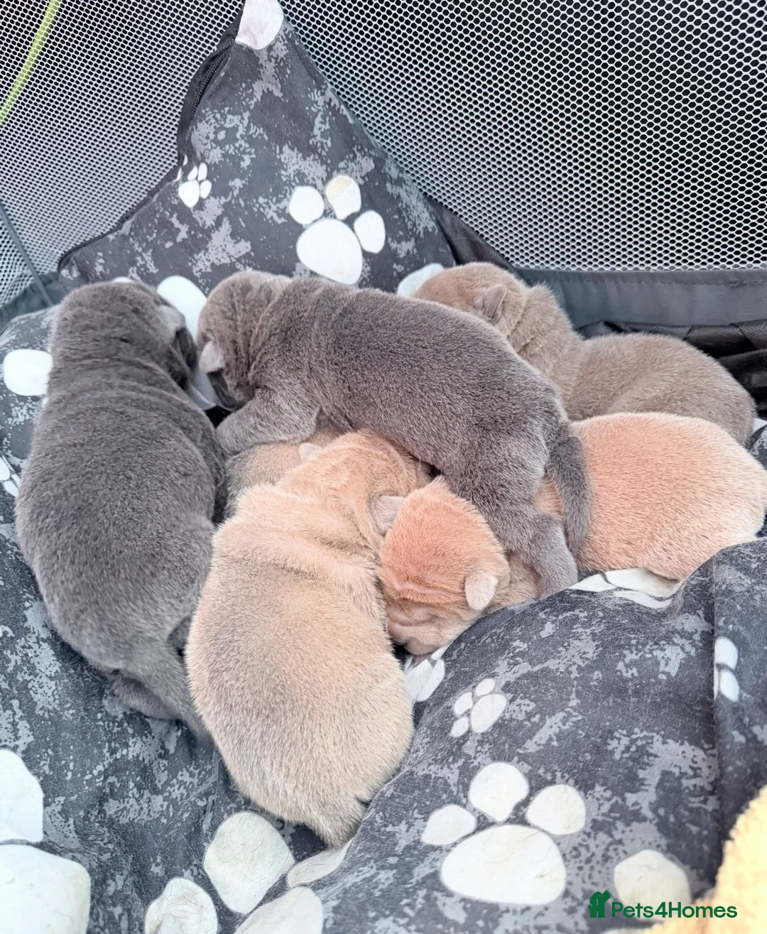 Shar Pei dogs for sale: Shar Pei Dilute puppies  - Advert 2
