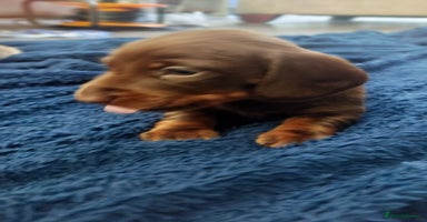 Miniature Dachshund dogs - Advert 3