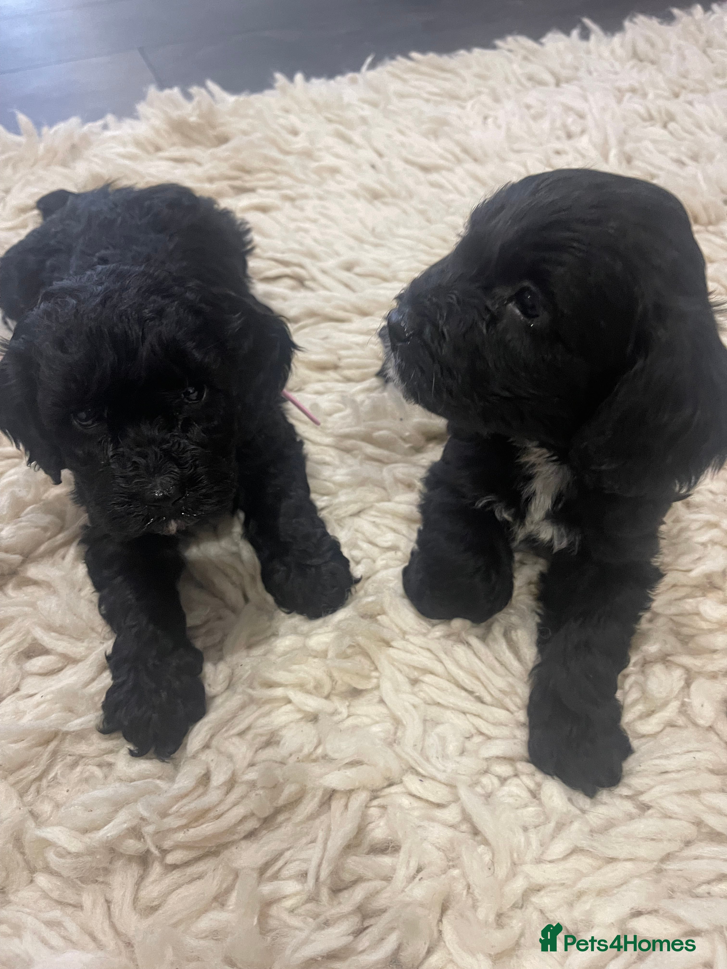 Cockapoo dogs Cockapoo health tested KC parents  - Advert 8