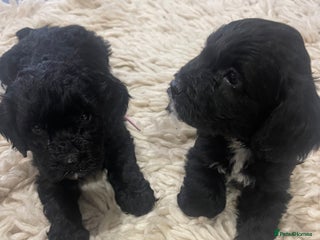 Cockapoo dogs Cockapoo health tested KC parents - Advert 8