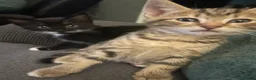 Mixed Breed cats for sale: Ready for my forever hime - Advert 6