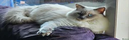 Ragdoll cats for sale: Lovely Litter of 3 Kittens Looking for Loving Home - Advert 18