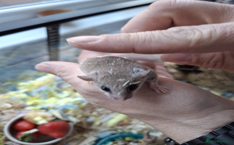 Mouse rodents - Advert 1