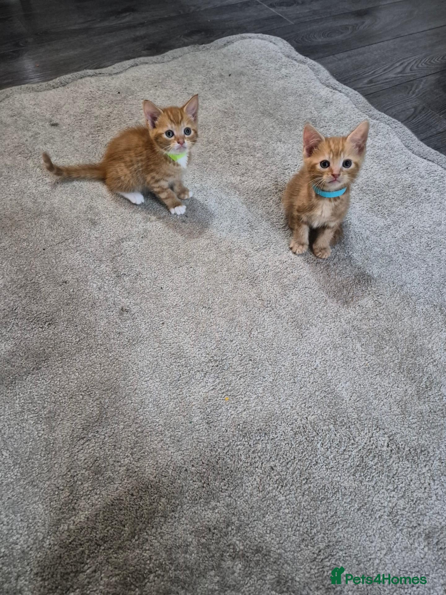 Mixed Breed cats Ginger kittens ready to leave today - Advert 15