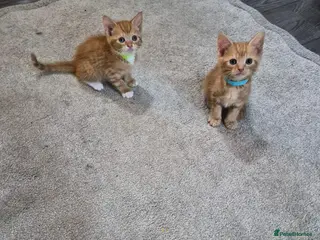 Mixed Breed cats Ginger kittens ready to leave today - Advert 15