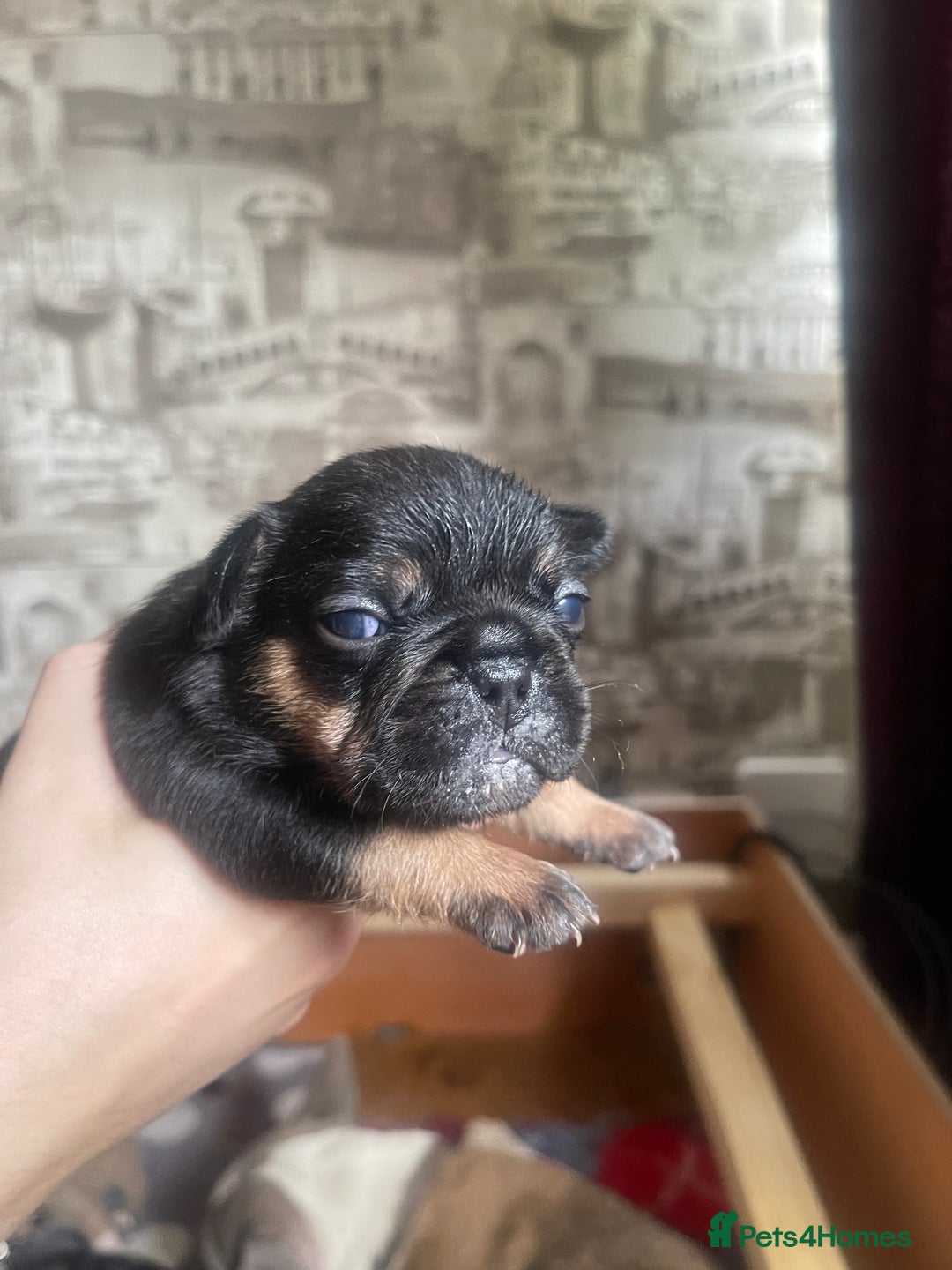 French Bulldog dogs for sale: French bulldog - Image 3