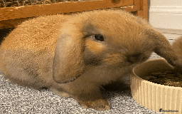 Mini Lop rabbits for sale: Ready now! Mini Lops - bonded brothers  - Image 2