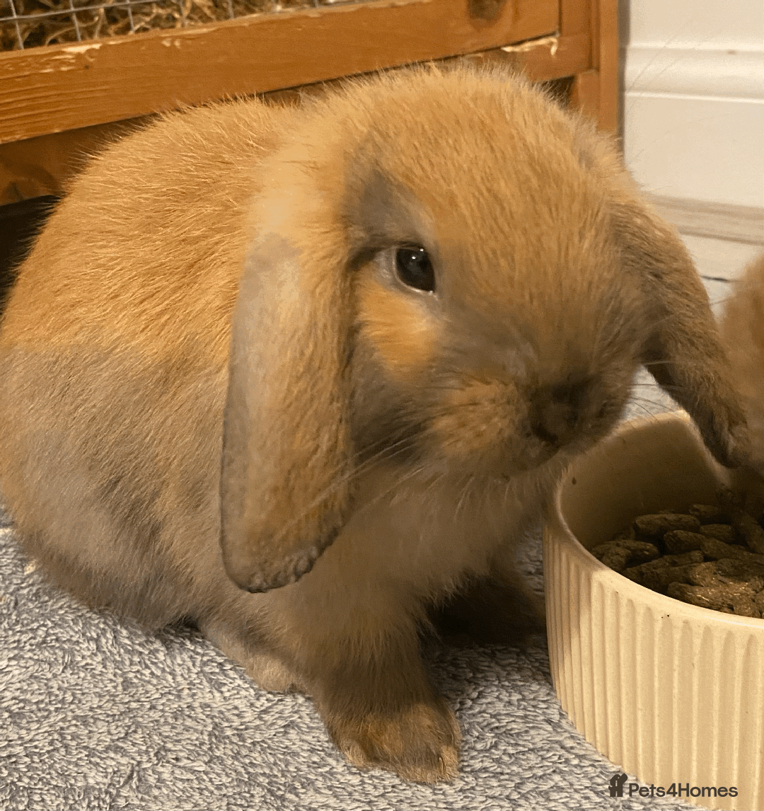 Mini Lop rabbits for sale: Ready now! Mini Lops - bonded brothers  - Image 2